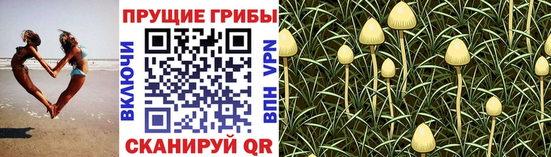 Псилоцибиновые грибы MAGIC MUSHROOMS  Купить закладки  Малая Вишера 